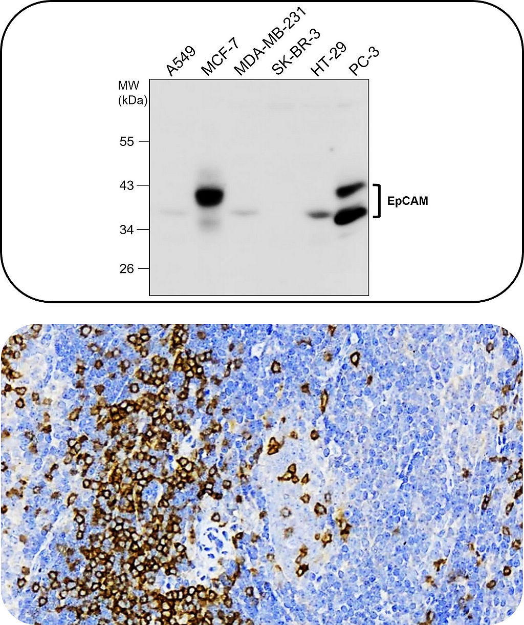 IR218-3 anti-EpCAM antibody WB image, IR252-1 anti-CD3 antibody_mouse spleen IHC image