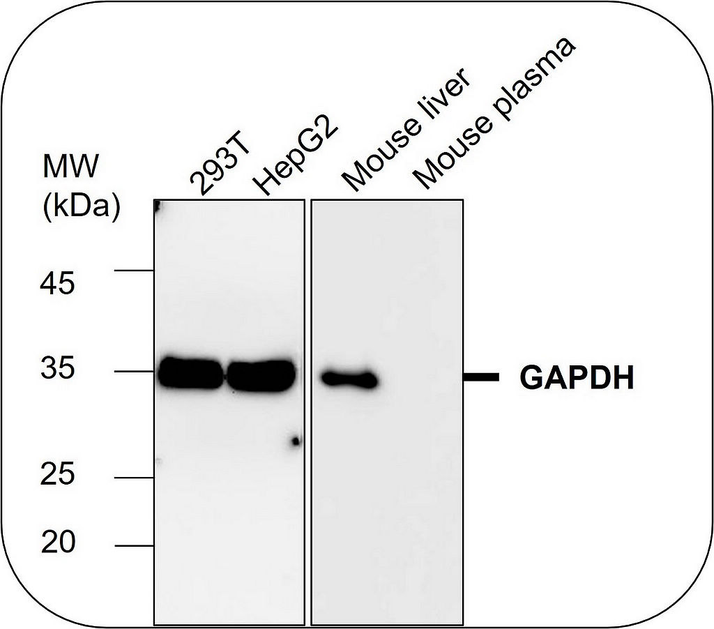 IR3-8 anti-GAPDH antibody WB image