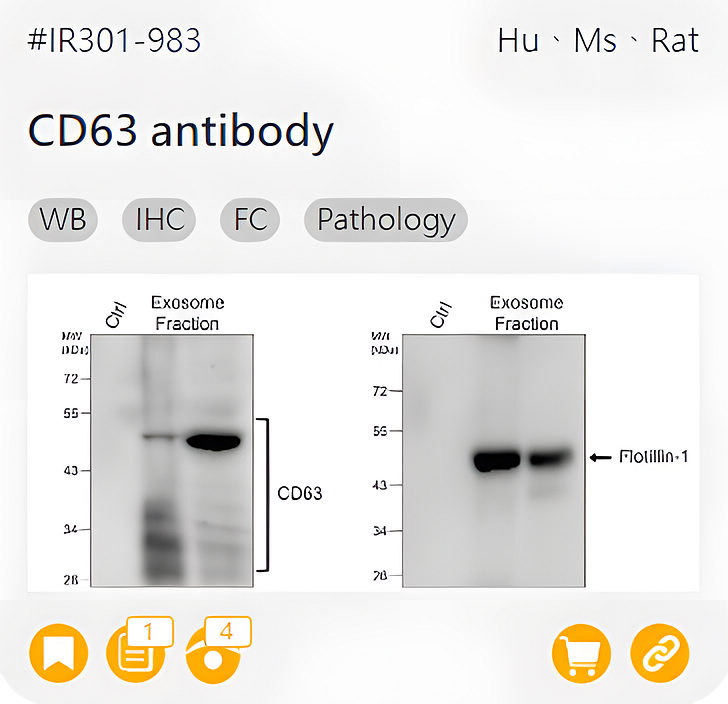 Markers of Exosome related product IR301-983_CD63 antibody page link