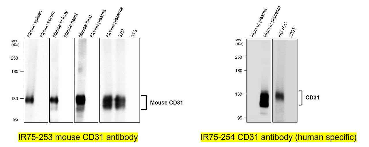 IR75-253 mouse CD31 antibody and IR75-254 CD31 antibody (human specific) Western Blots image