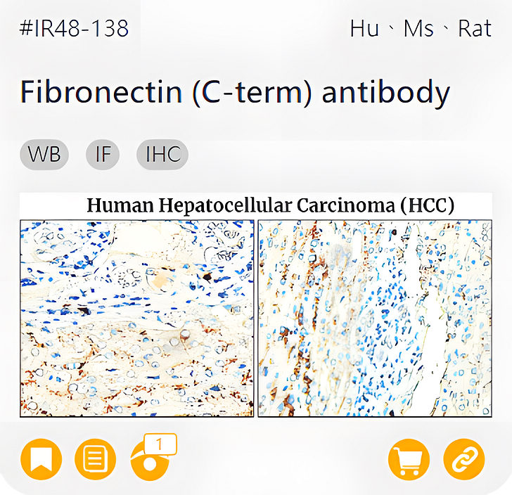 Markers of the Tumor Microenvironment related product IR48-138_Fibronectin (C-term) antibody page link