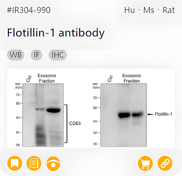 Markers of Exosome related product IR304-990_Flotillin-1 antibody page link