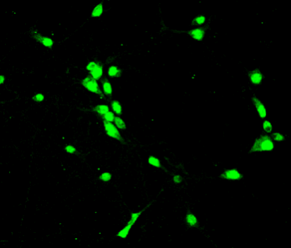 IR6-17 anti-PAX6 antibody ICC/IF image