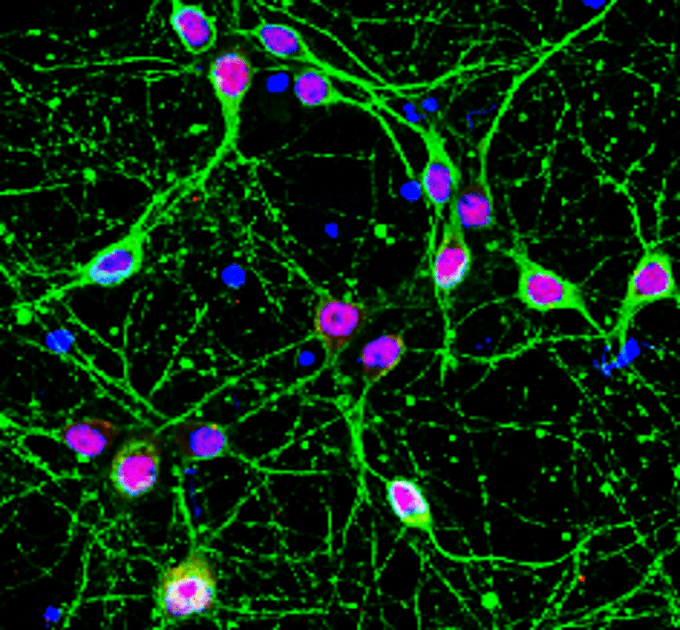 IR20-56 anti-NeuN antibody IF image