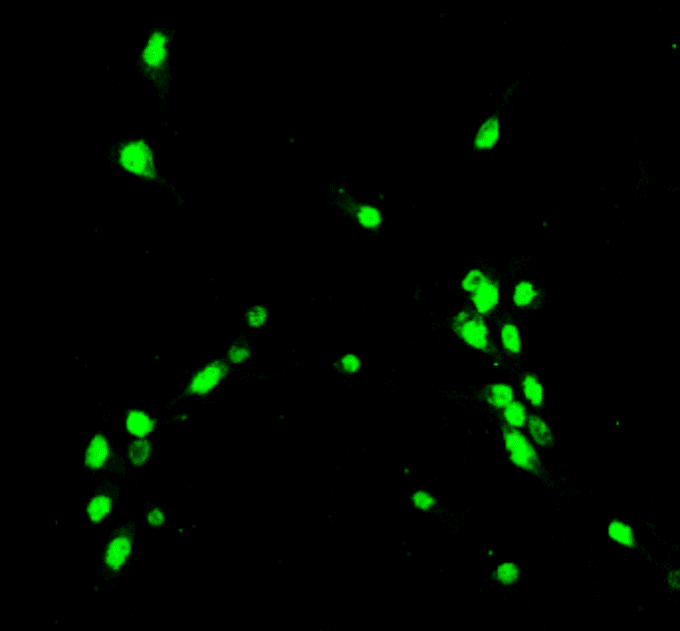 IR20-56 anti-NeuN antibody IF image