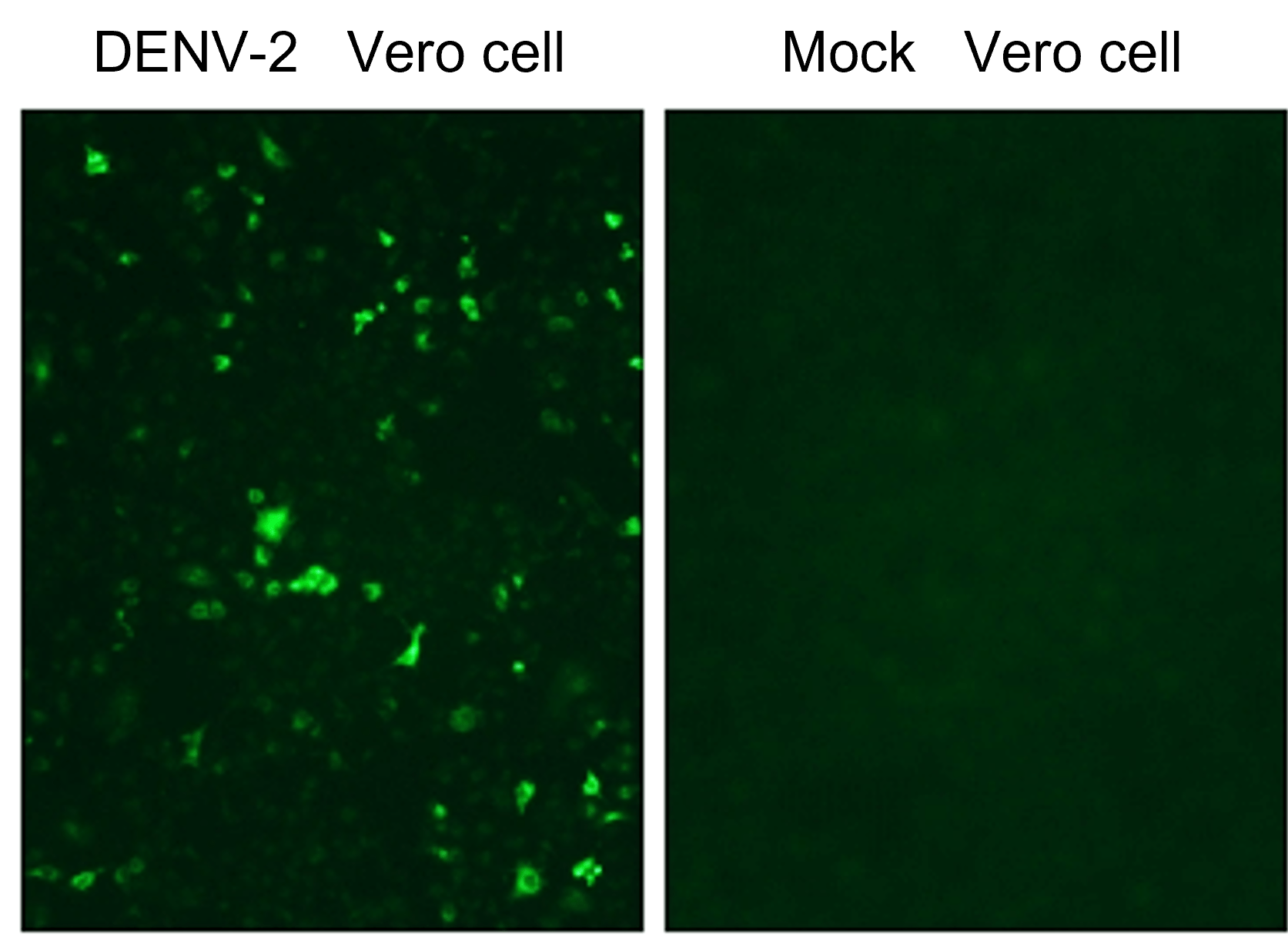 IRV005 anti Dengue virus NS1 protein antibody  ICC/IF image