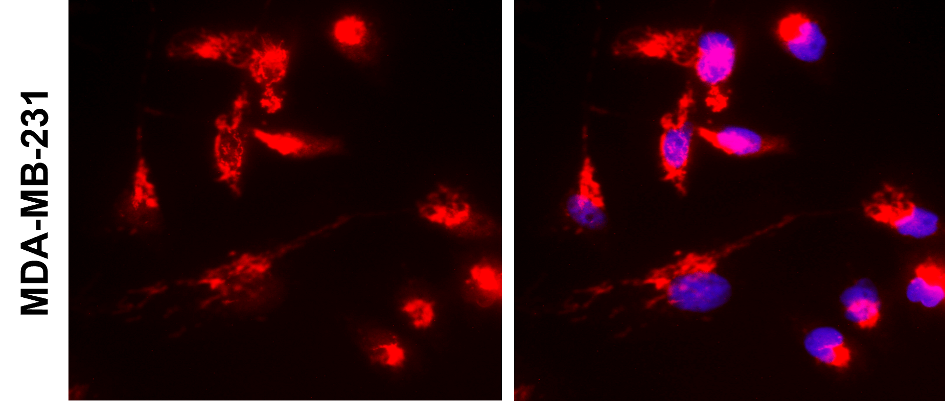 IR210-763 anti-HER2 / ERBB2 antibody ICC/IF image