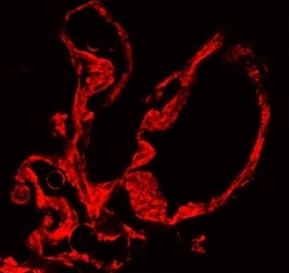 α-Smooth Muscle Actin antibody