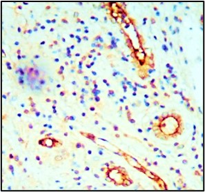 CD34 antibody