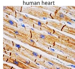 Desmin monolonal antibody