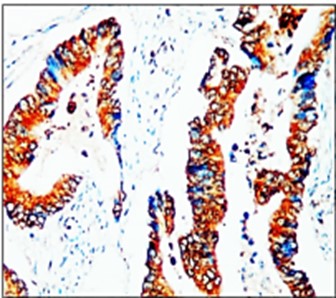 CD133 antibody (Intracellular)