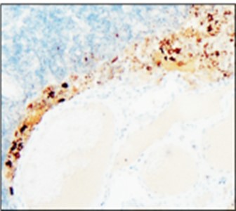 CD133 antibody (Extracellular)