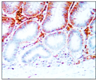 CD44 antibody