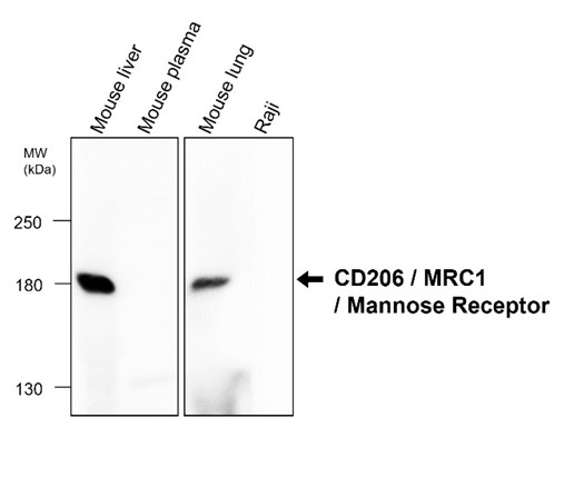 CD206 antibody