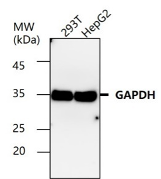 Anti-Rabbit IgG (H+L) (GOAT) Antibody Peroxidase Conjugated