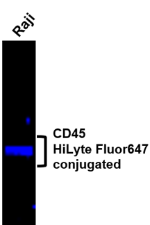 IR77-263-F647 anti-CD45 HiLyte Fluor647 conjugated antibody WB image