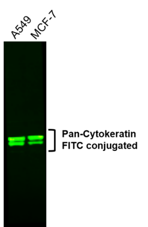 IR222-861-FITC anti-pan Cytokeratin FITC conjugated antibody WB image