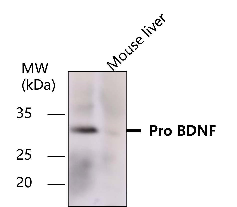 IR14-38 anti-BDNF antibody WB image