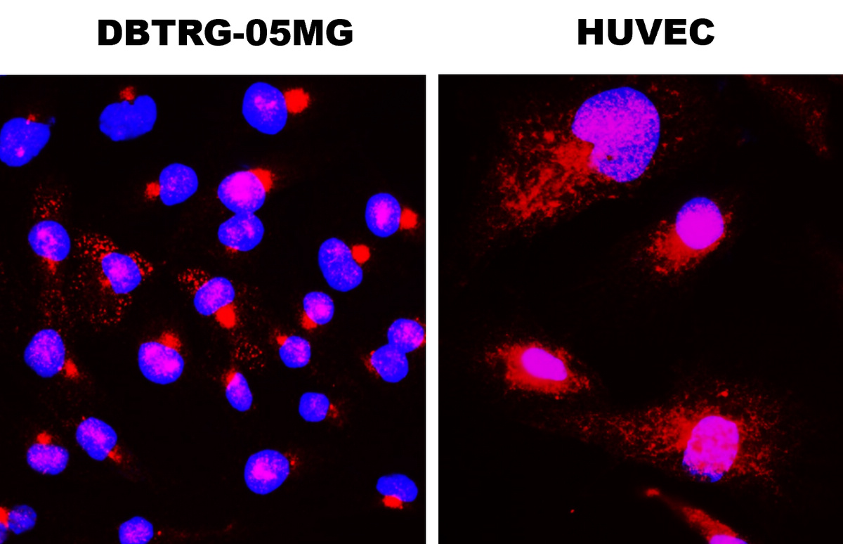 IR14-38 anti-BDNF antibody ICC/IF image