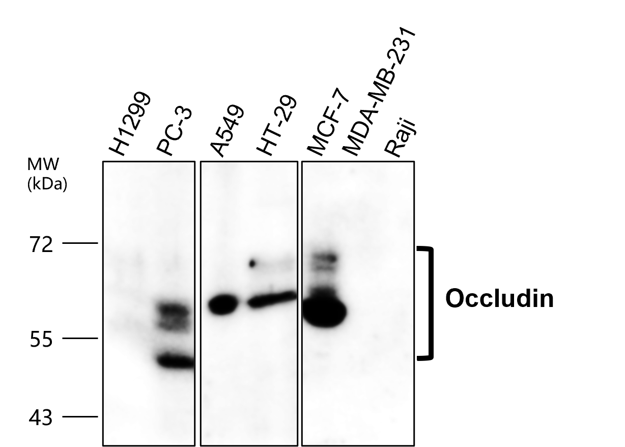 IR57-193 anti-Occludin antibody WB image