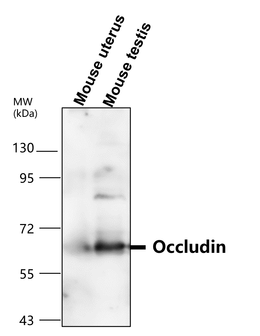 IR57-193 anti-Occludin antibody WB image