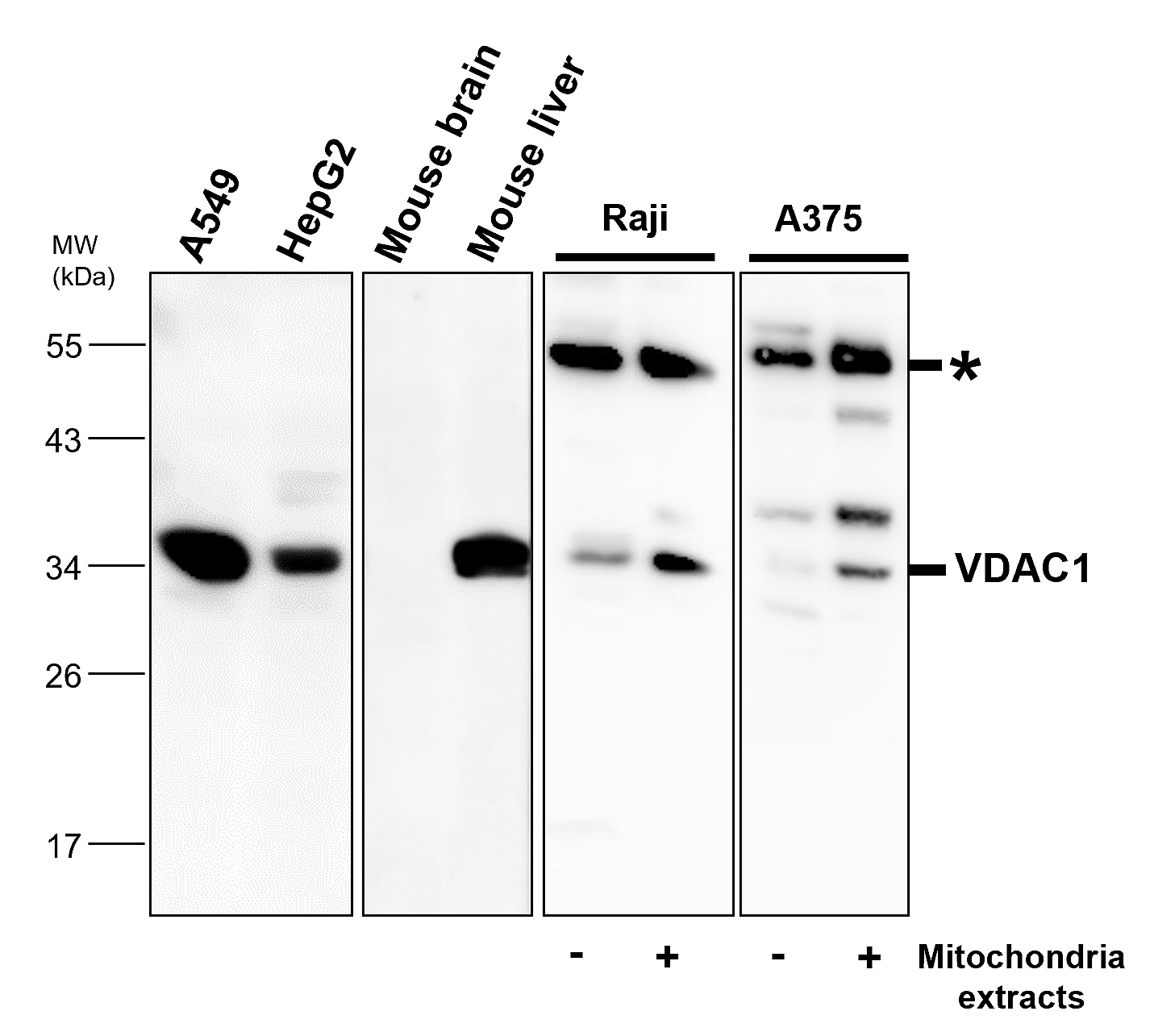 IR16-2 anti-VDAC1 antibody WB image