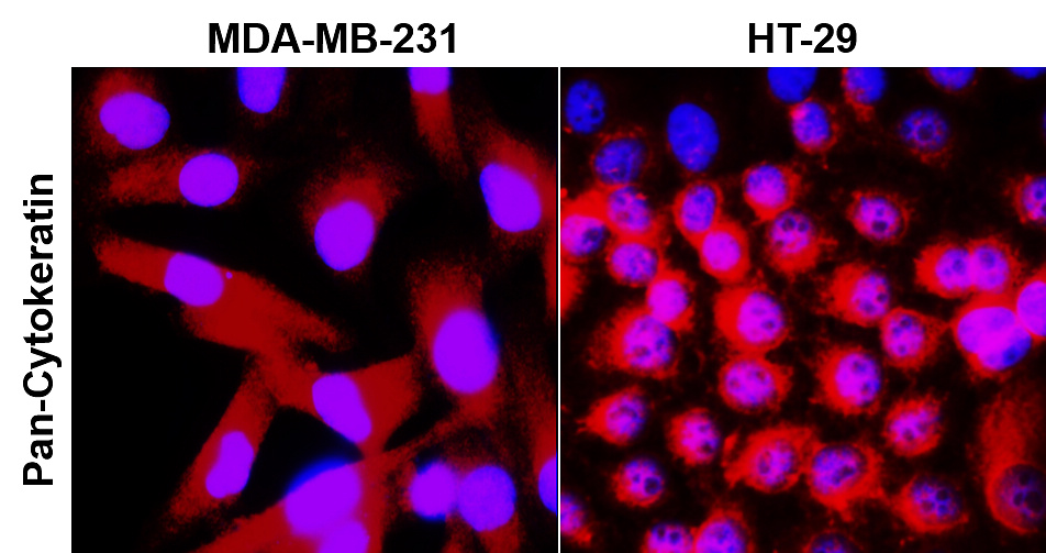 IR222-861 anti-pan Cytokeratin antibody ICC/IF image