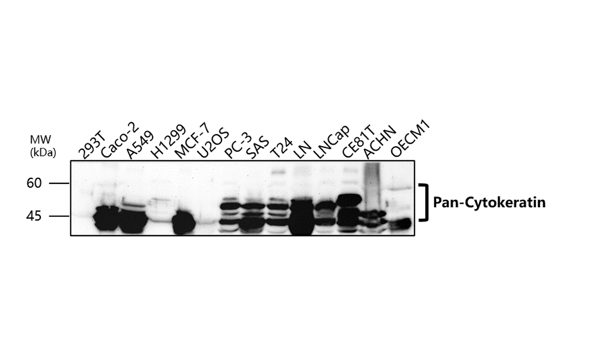 IR222-861 anti-pan Cytokeratin antibody WB image