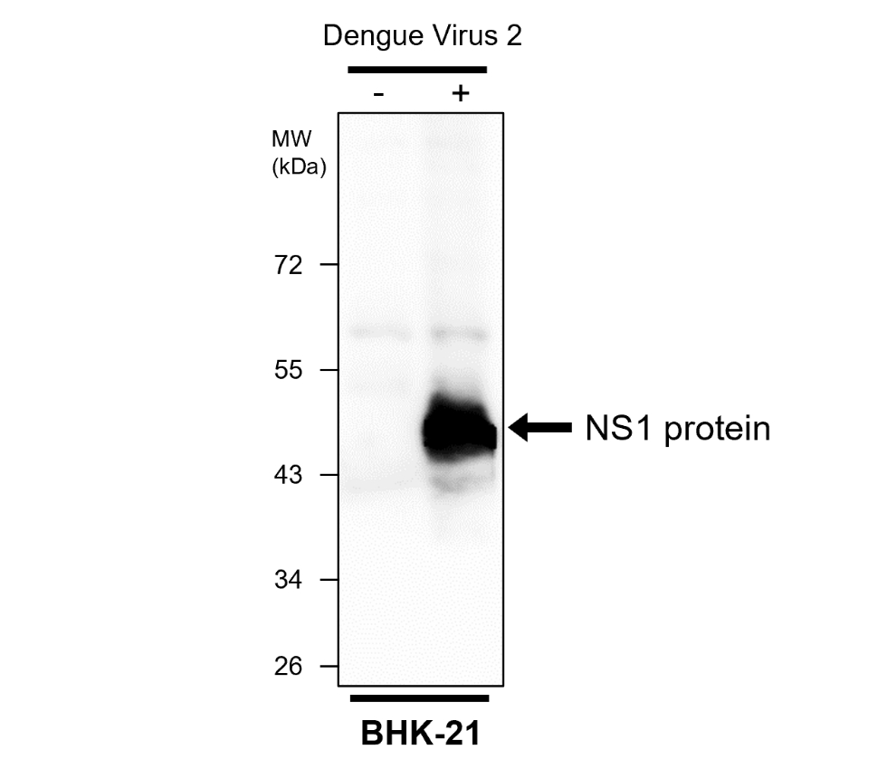 IRV005 anti Dengue virus NS1 protein antibody  WB image