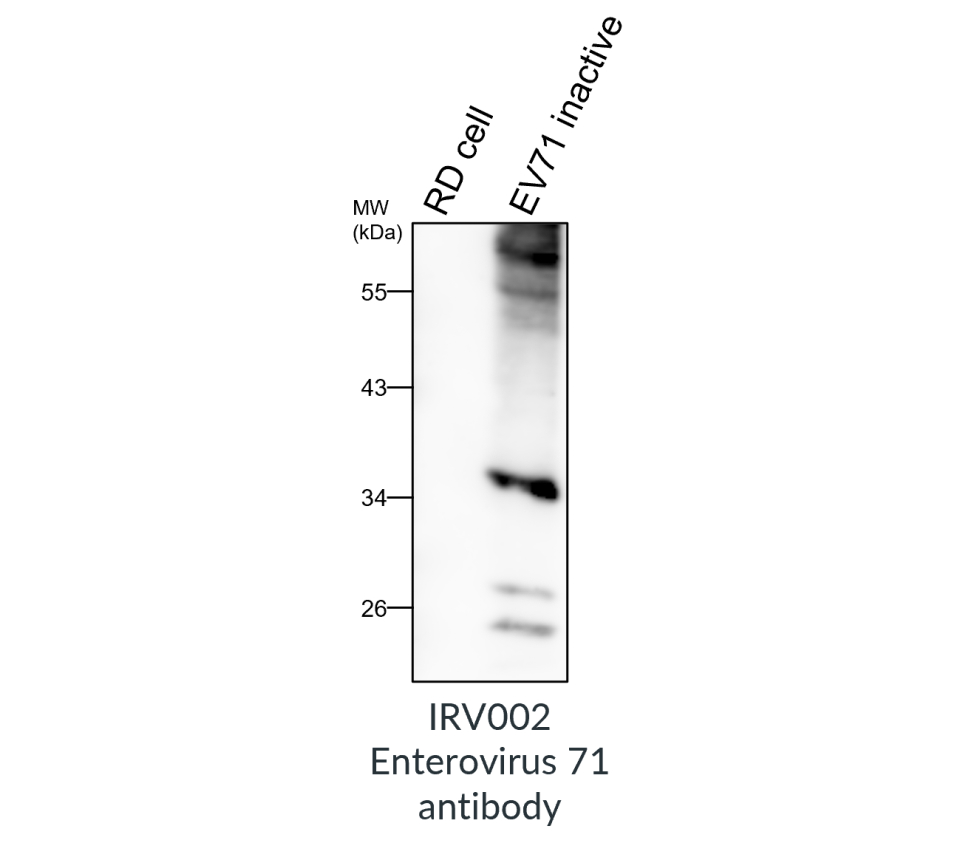 IRV002 anti Enterovirus 71 / EV71 antibody WB image