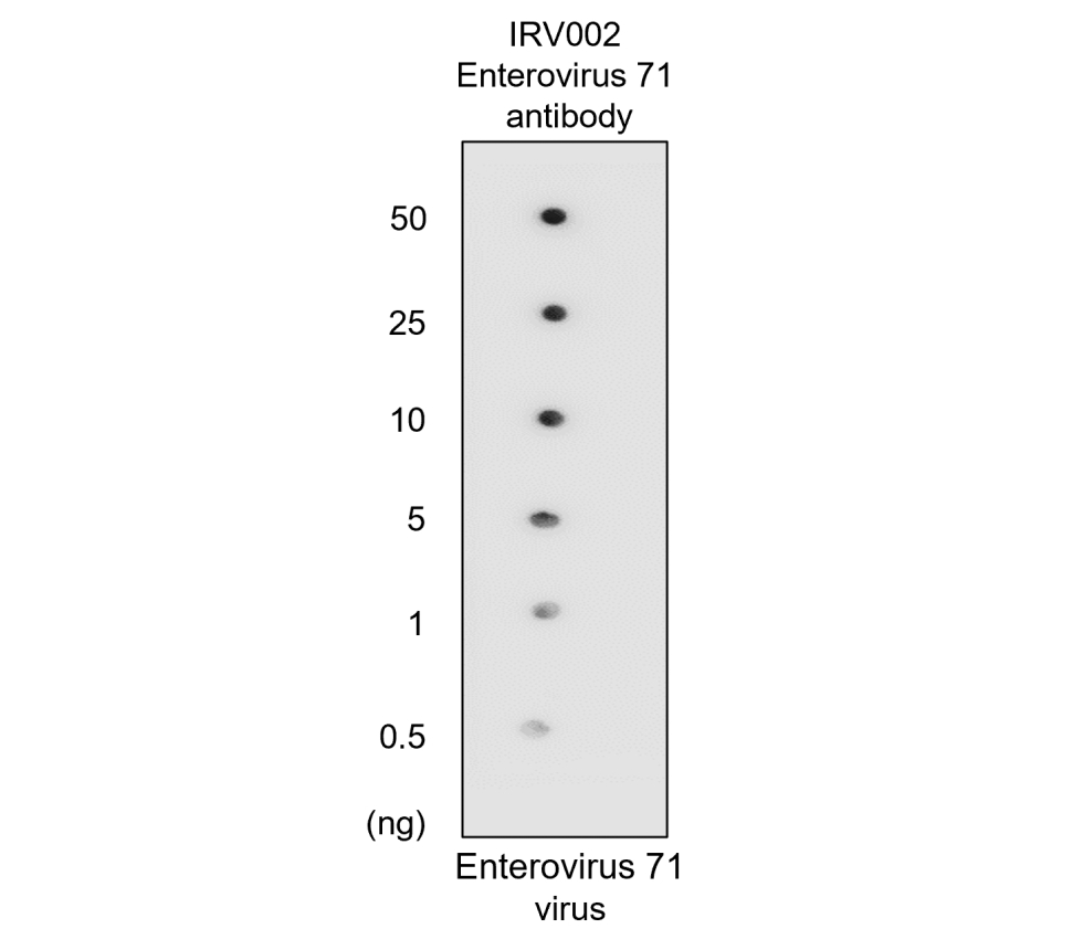 IRV002 anti Enterovirus 71 / EV71 antibody WB image