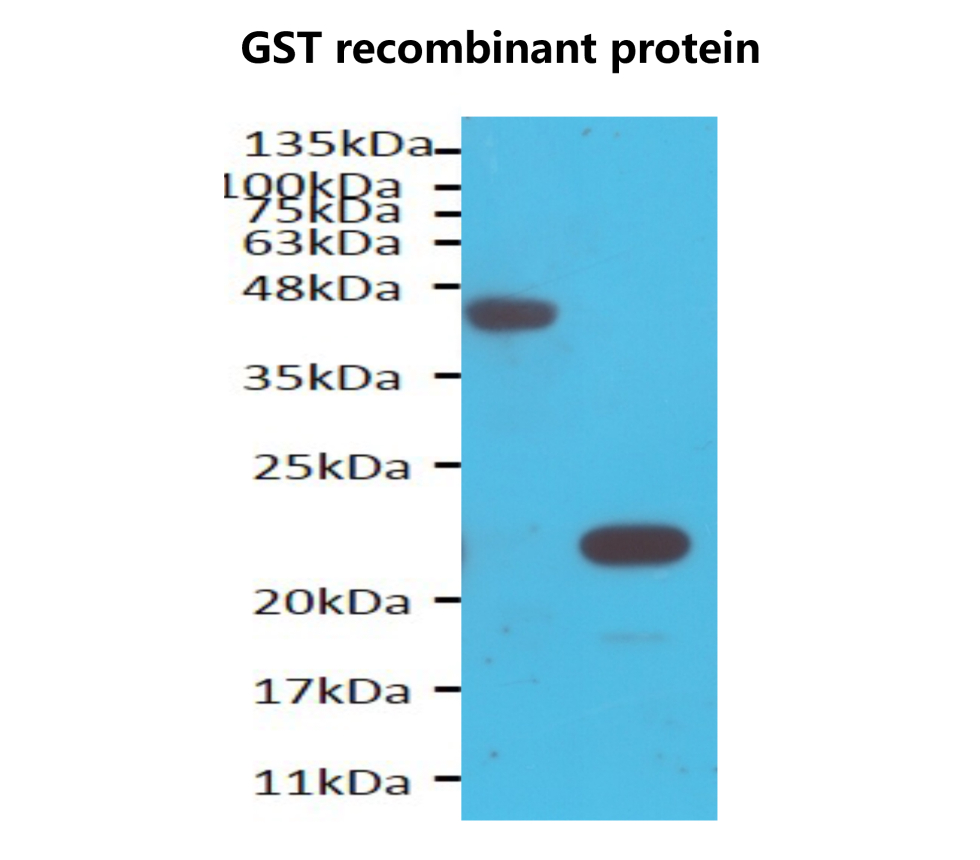 IRT008 anti GST-tag [6D] monoclonal antibody WB image