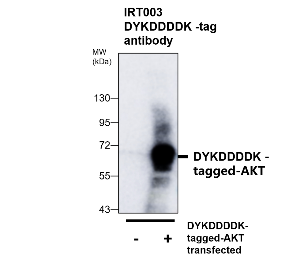 IRT003 anti DYKDDDDK-tag antibody WB image