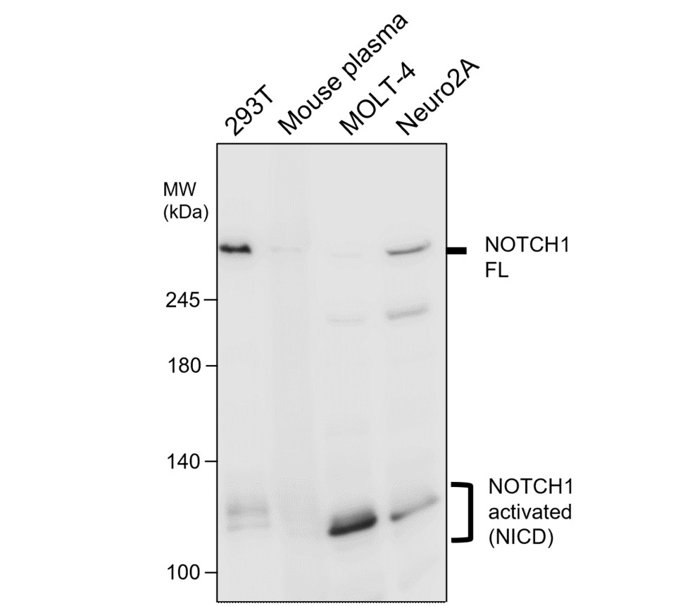 IR7-21 anti-NOTCH1 antibody WB image