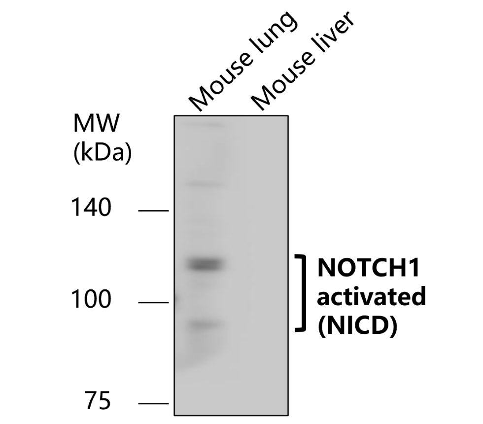 IR7-21 anti-NOTCH1 antibody WB image