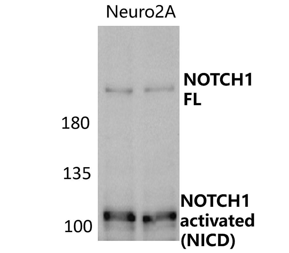 IR7-21 anti-NOTCH1 antibody WB image