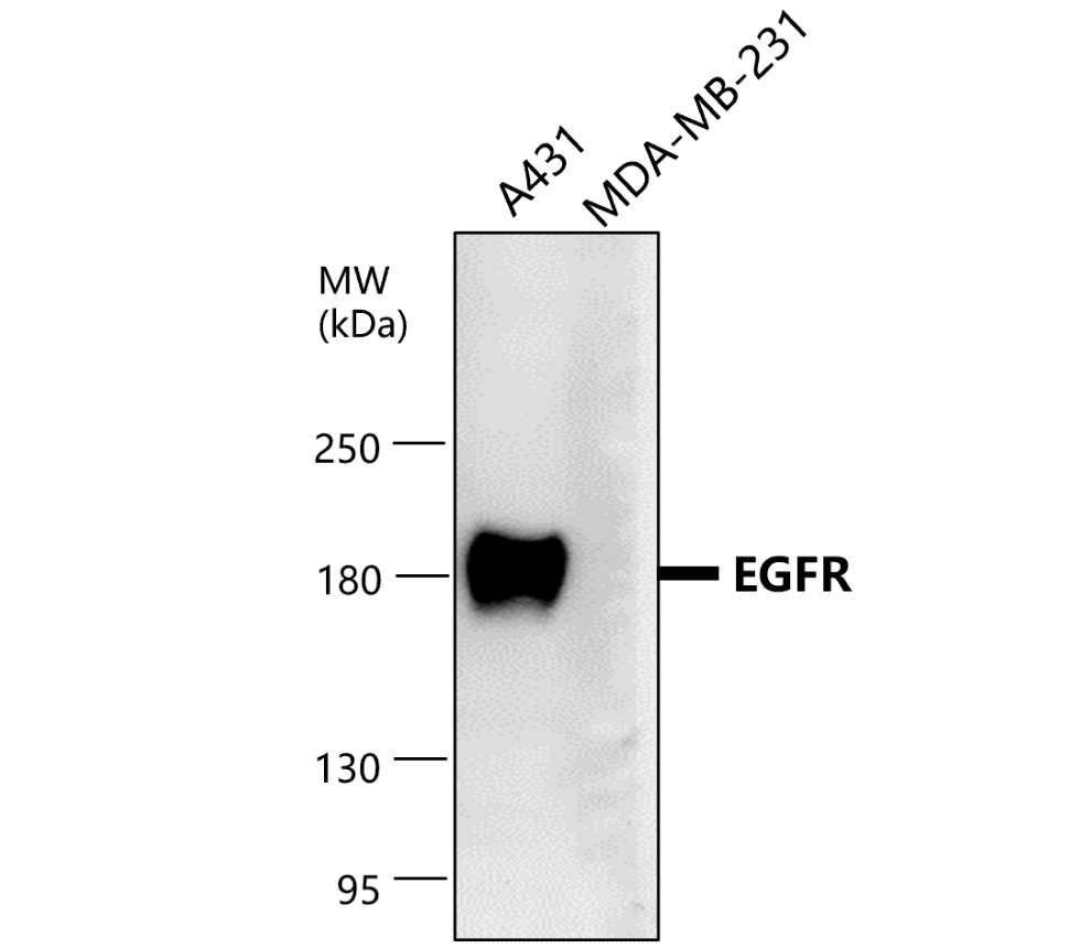 IRST002 anti-EGFR antibody WB image