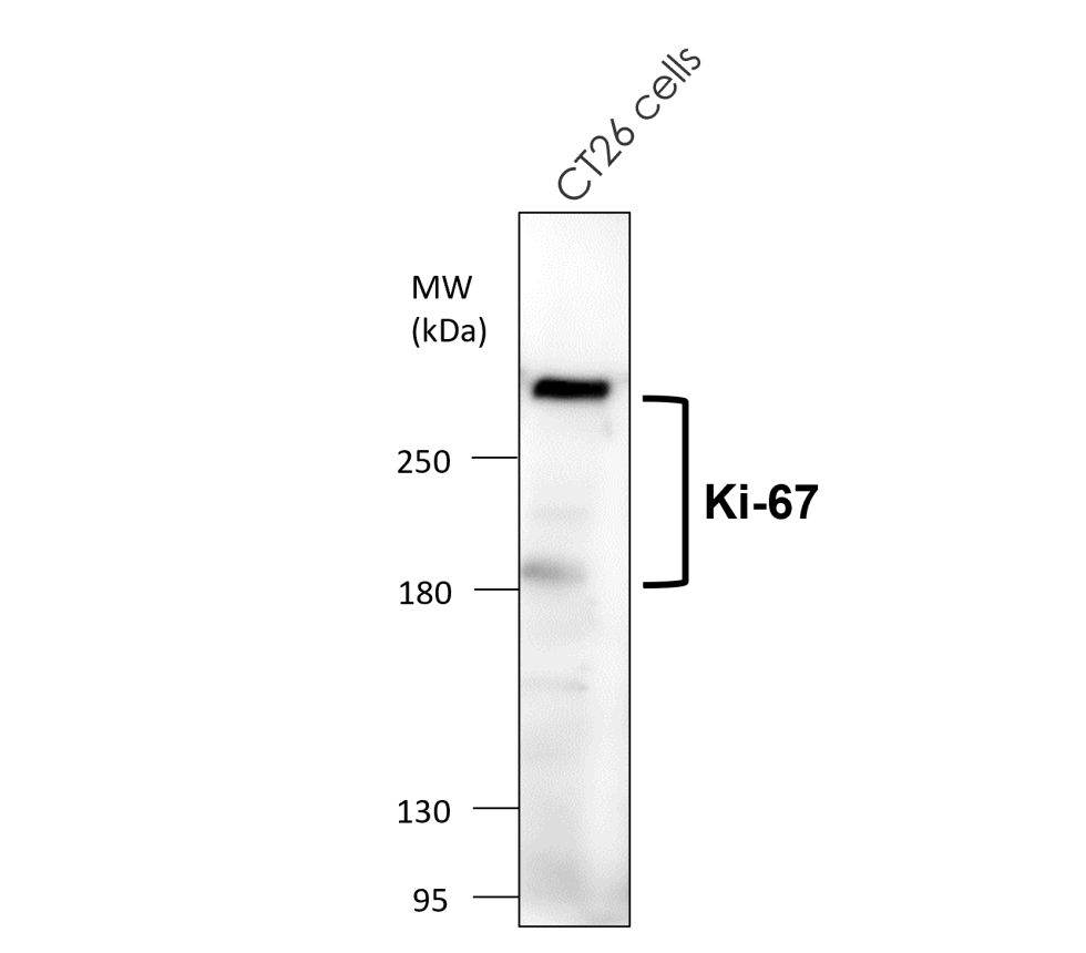 IRQ6001 anti-Ki-67 [SP6] antibody WB image