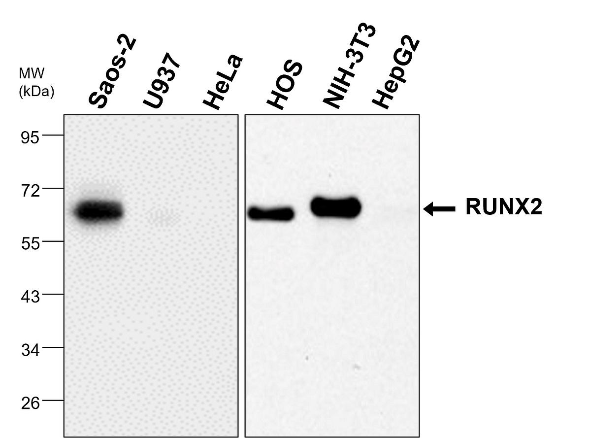 IRR003 anti-RUNX2 antibody WB image