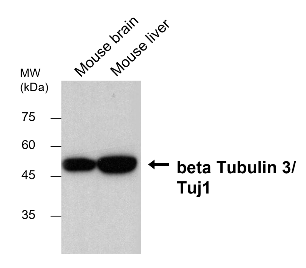 IRM008 anti-Tuj1 monoclonal antibody WB image