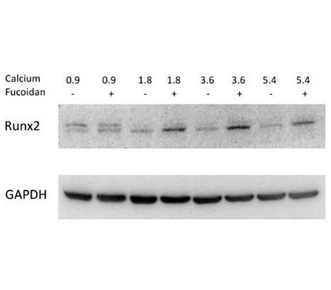 Customer feedback IRR003 anti-RUNX2 antibody WB image