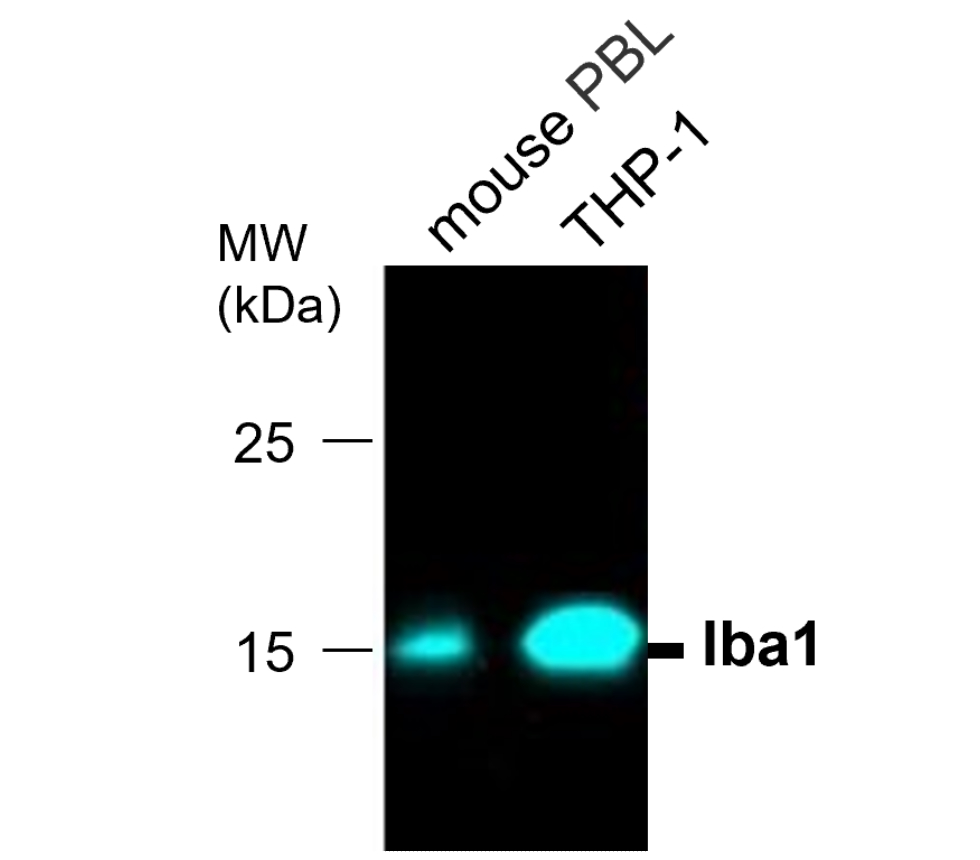 IRM007 anti-Iba1 monoclonal antibody WB image