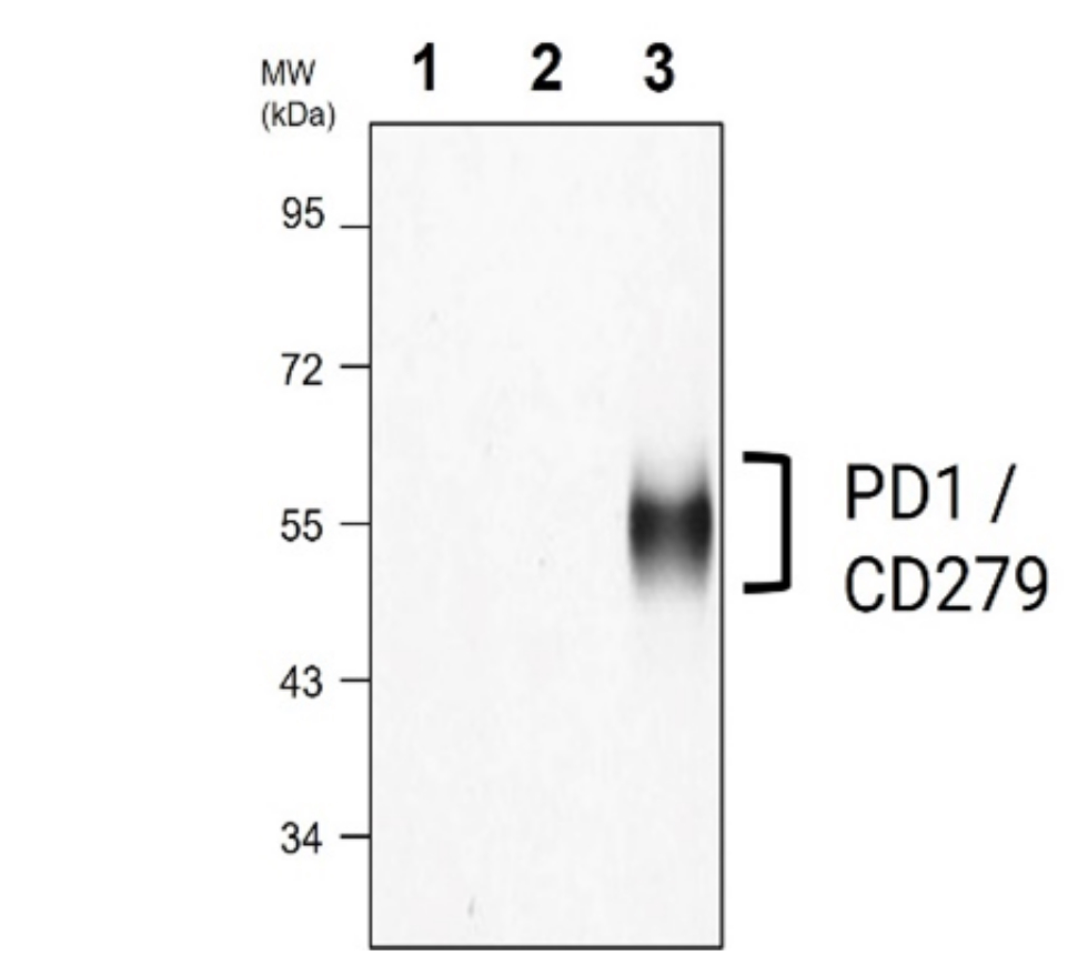 IRM005 anti- PD1 / CD279 antibody WB image