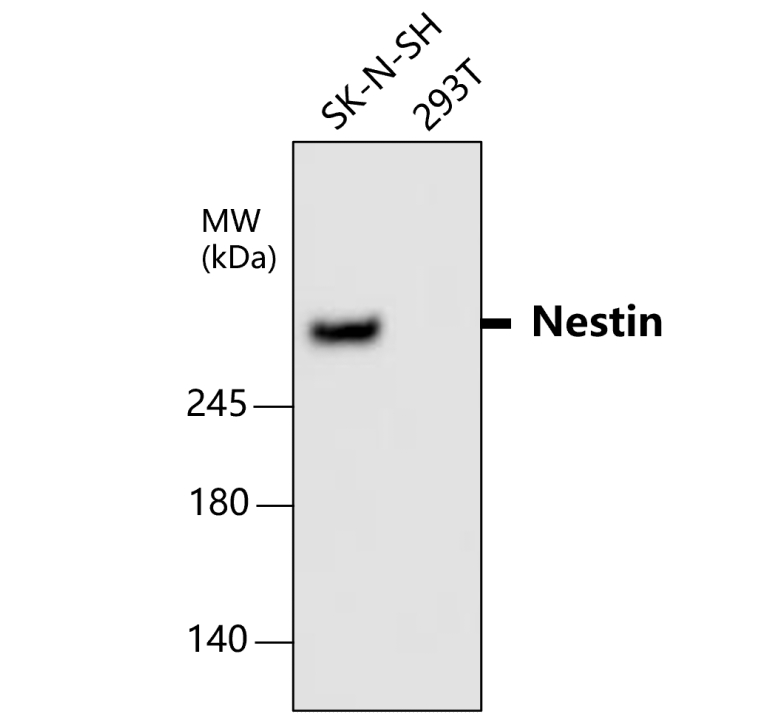 IR8-23 anti-Nestin antibody WB image