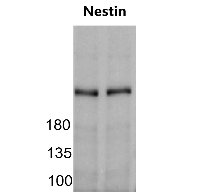 IR8-23 anti-Nestin antibody WB image