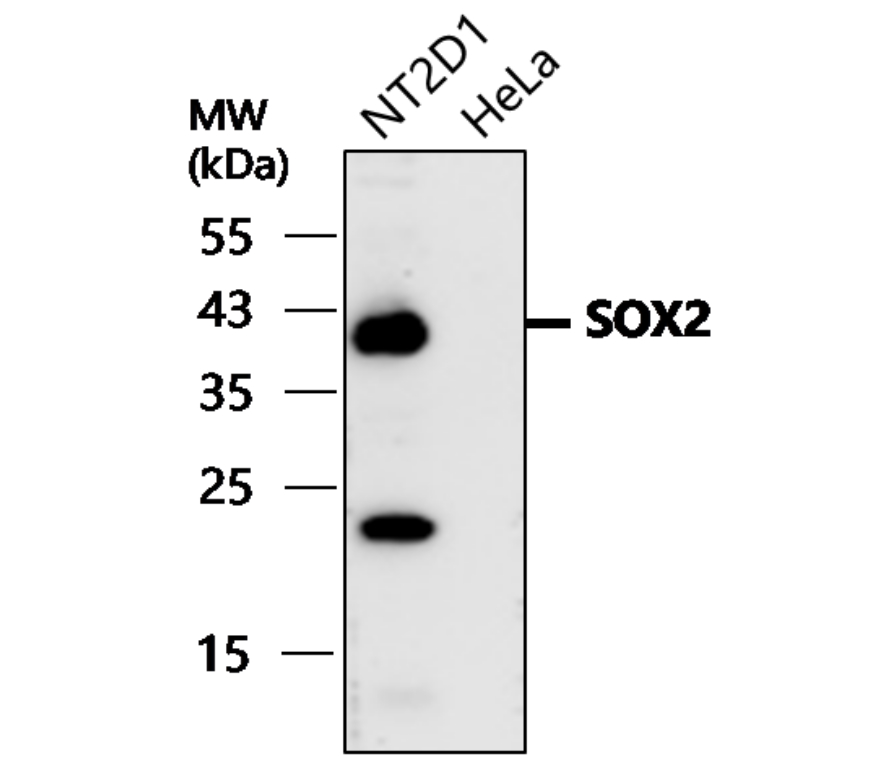 IR11-26 anti-SOX2 antibody WB image