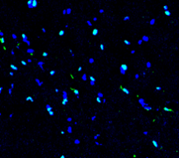 IR11-26 anti-SOX2 antibody IHC image