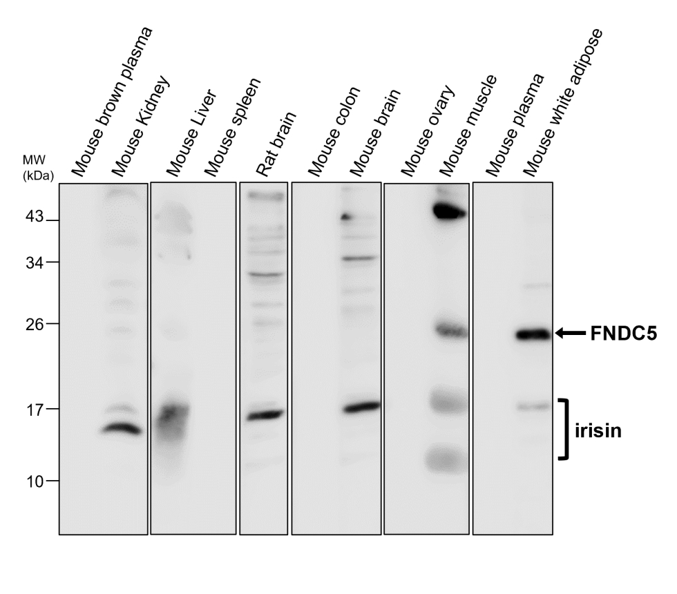 IRCP011 anti FNDC5 / irisin antibody WB image