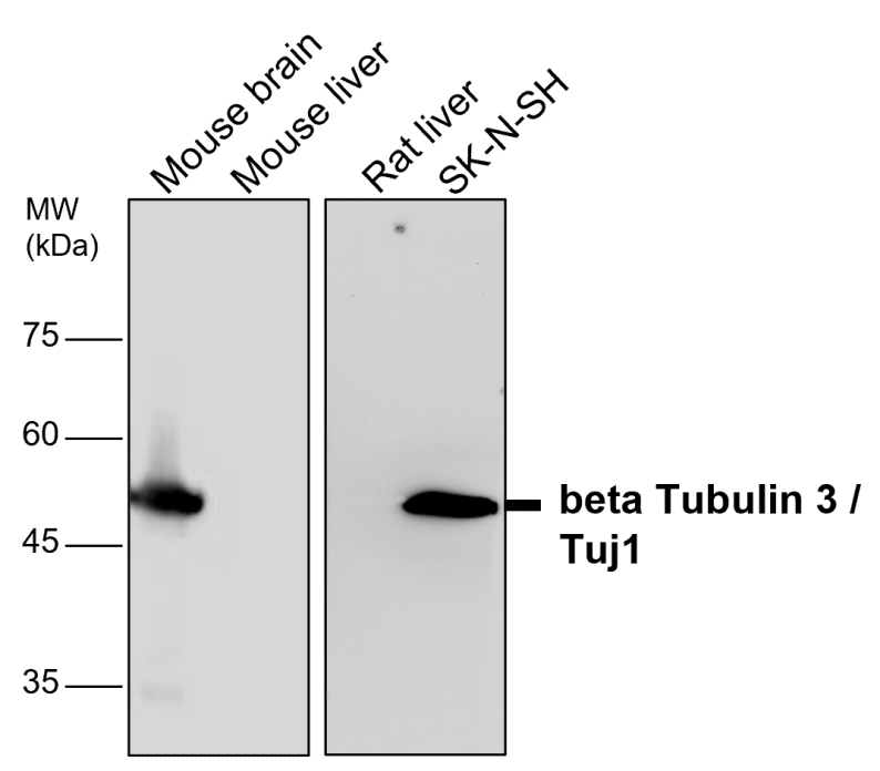 IR11-31 anti- Beta Tubulin 3/ Tuj1 antibody WB image