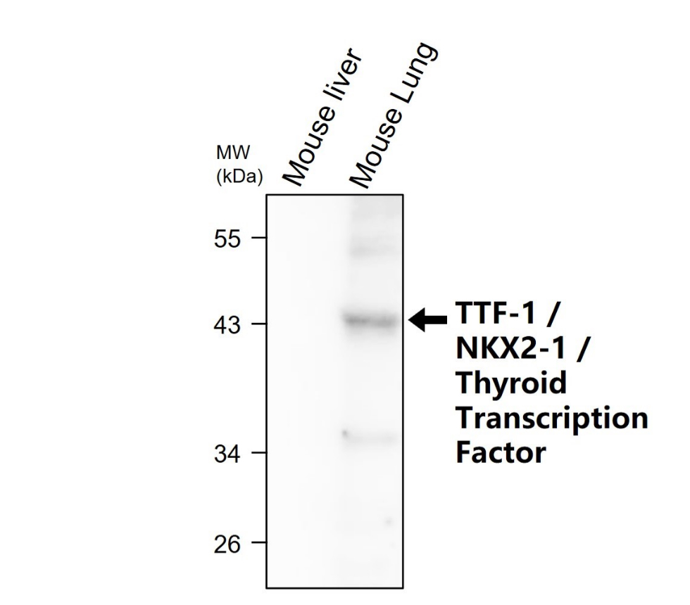    IR350-950 anti-Thyroid Transcription Factor 1 antibody WB image